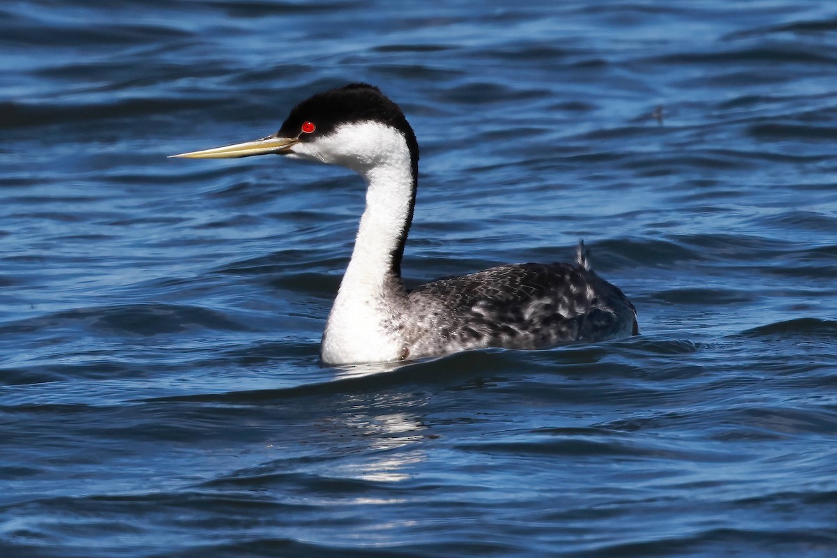 Western Grebe - Steve Parker