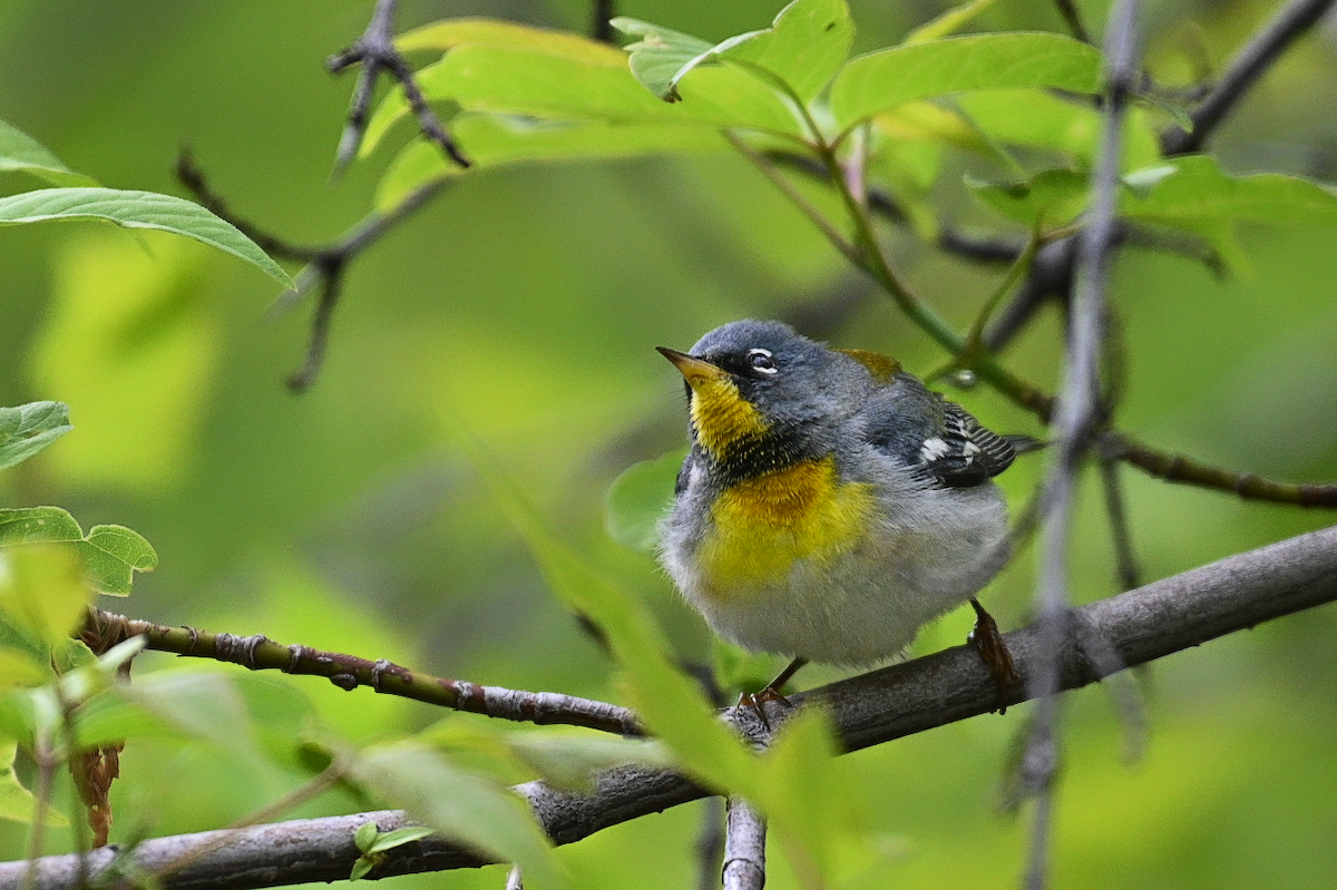 Northern Parula - ML619264360