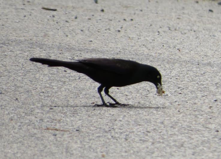 Common Grackle - Mary Conant