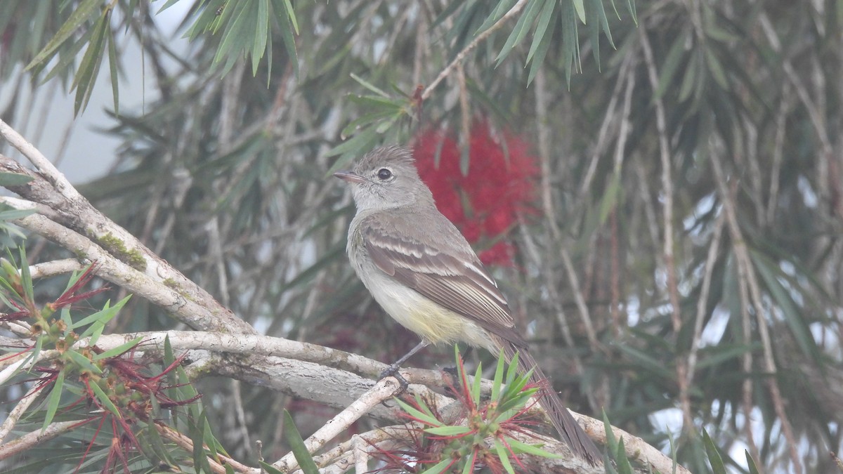 Yellow-bellied Elaenia - Karen Evans