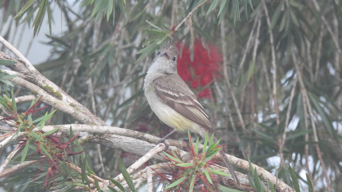 Yellow-bellied Elaenia - Karen Evans