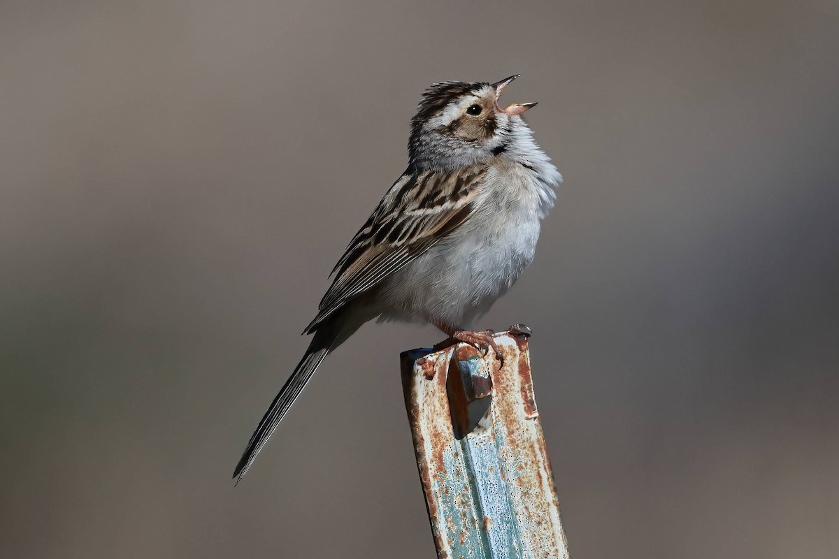 Clay-colored Sparrow - Steve Parker