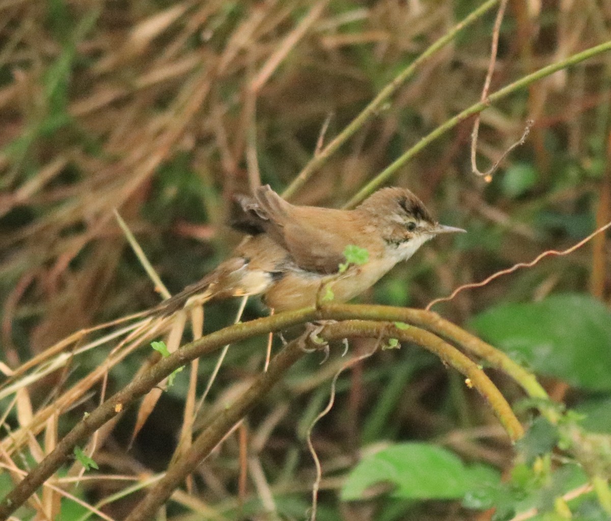 Paddyfield Warbler - Afsar Nayakkan