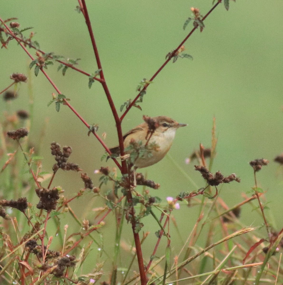 Paddyfield Warbler - Afsar Nayakkan