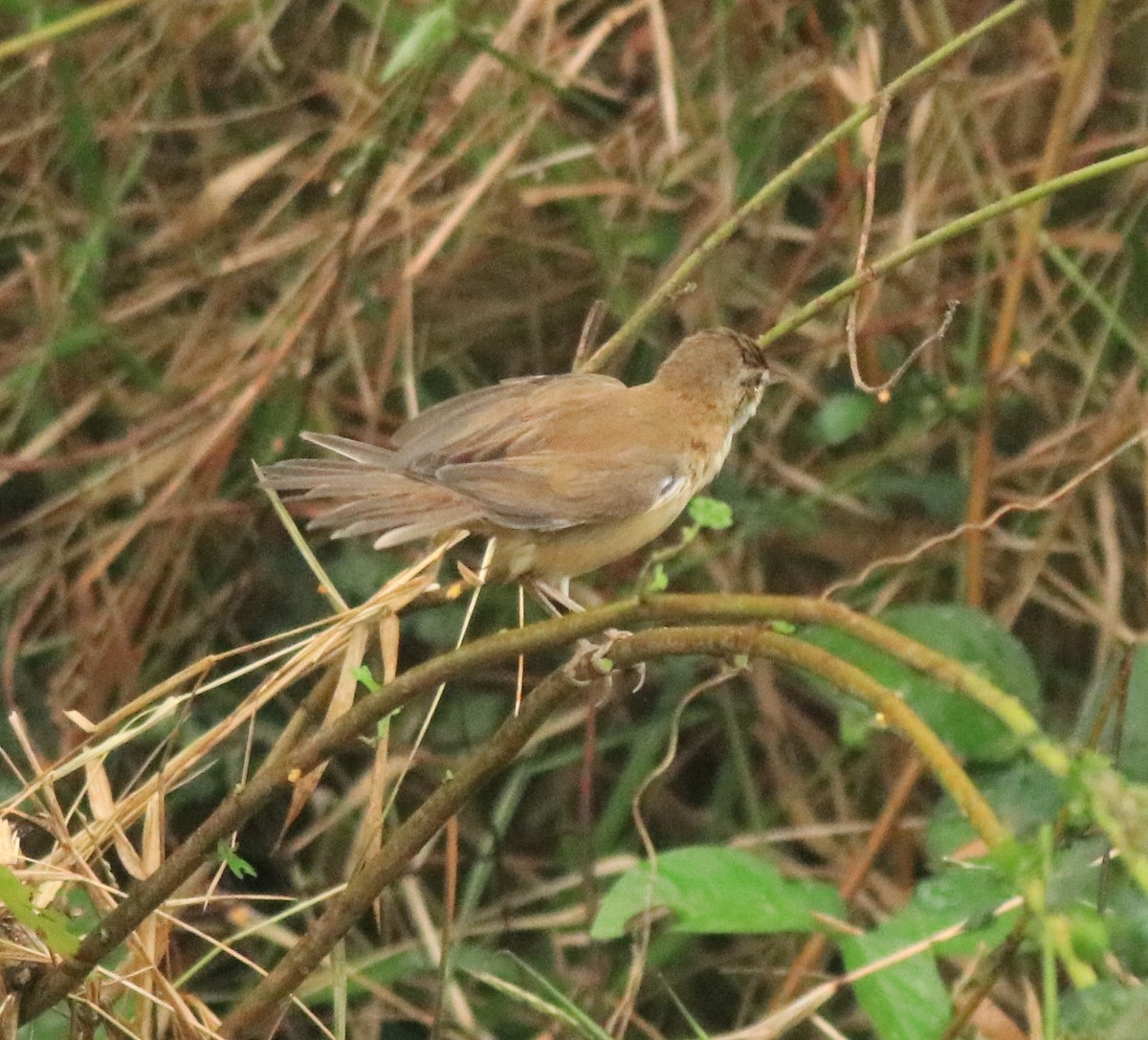 Paddyfield Warbler - Afsar Nayakkan