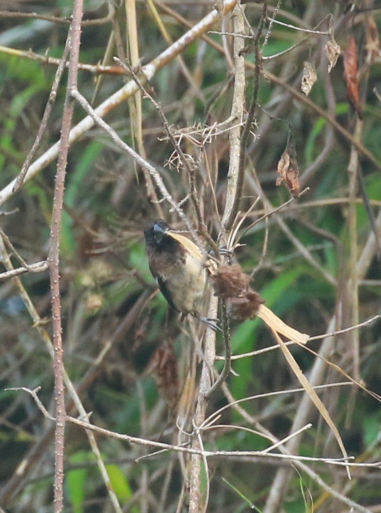 White-rumped Munia - shino jacob koottanad