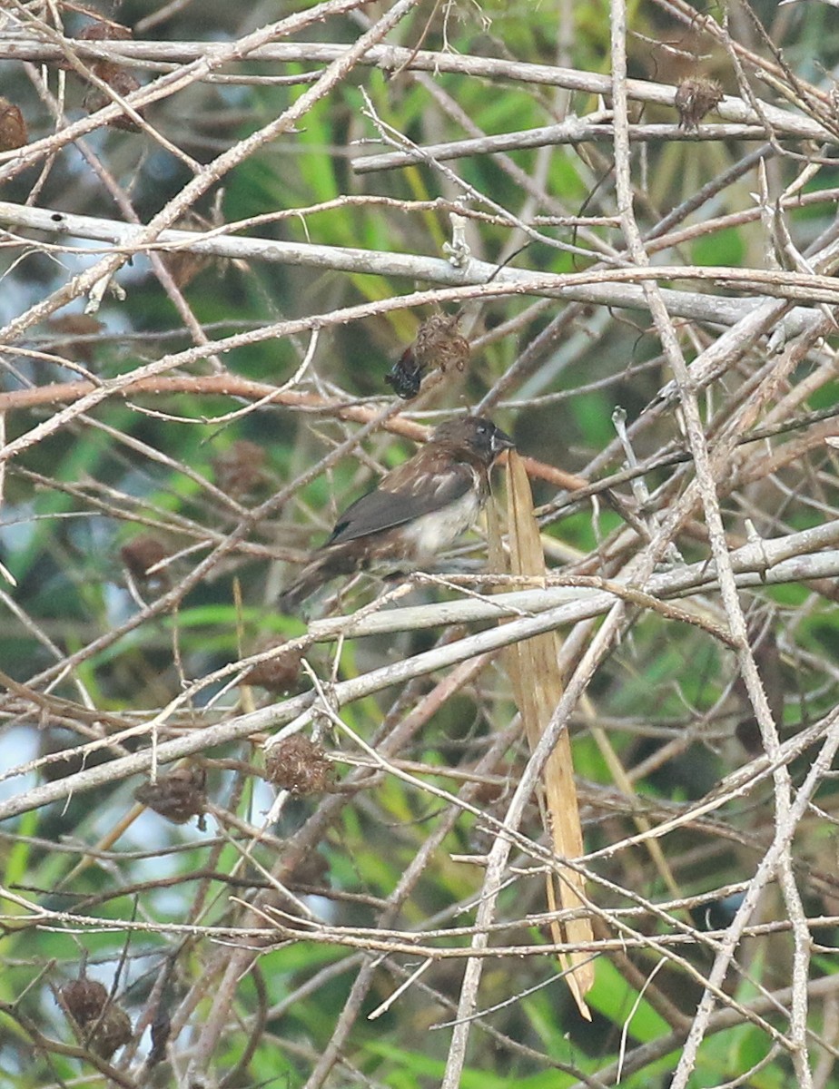 White-rumped Munia - ML619264399