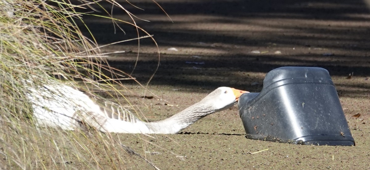 Domestic goose sp. (Domestic type) - Robert Morison and Joyce Ives