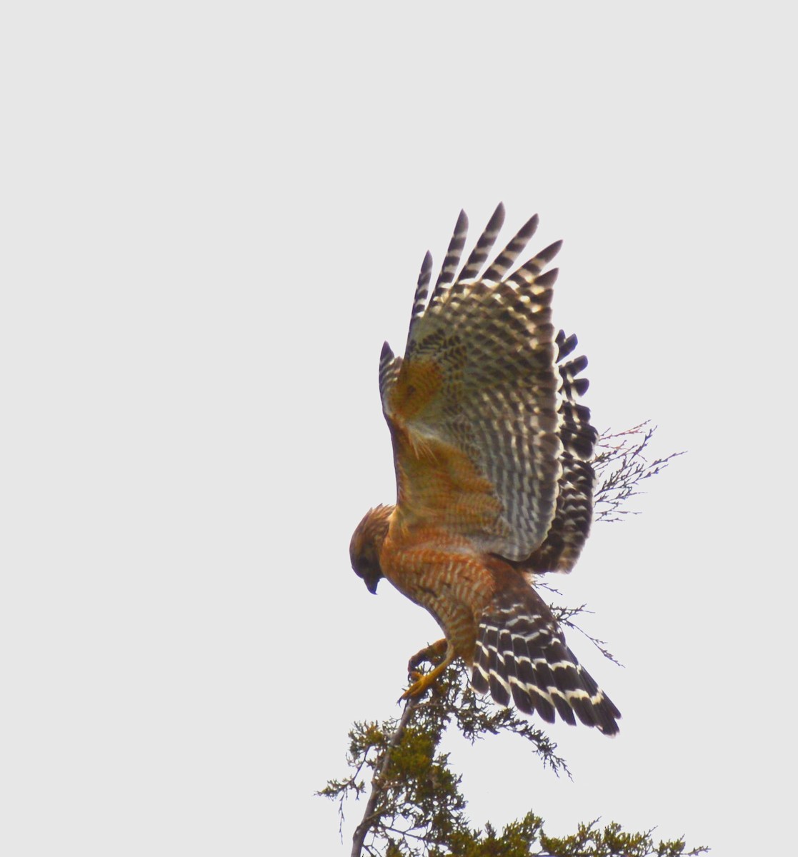 Red-shouldered Hawk - ML619264412