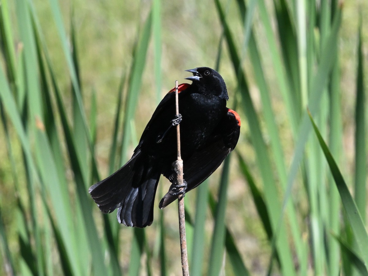 Red-winged Blackbird - Larry Jordan
