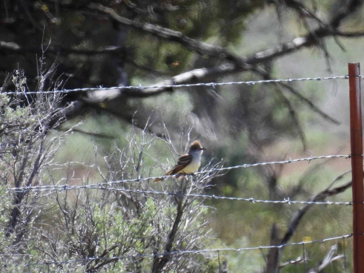 Ash-throated Flycatcher - Tina Toth