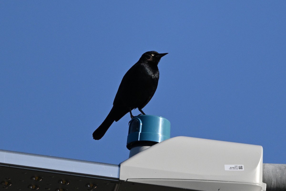 Brewer's Blackbird - Larry Jordan