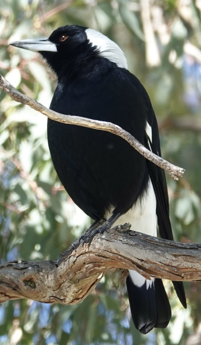 Australian Magpie - Robert Morison and Joyce Ives