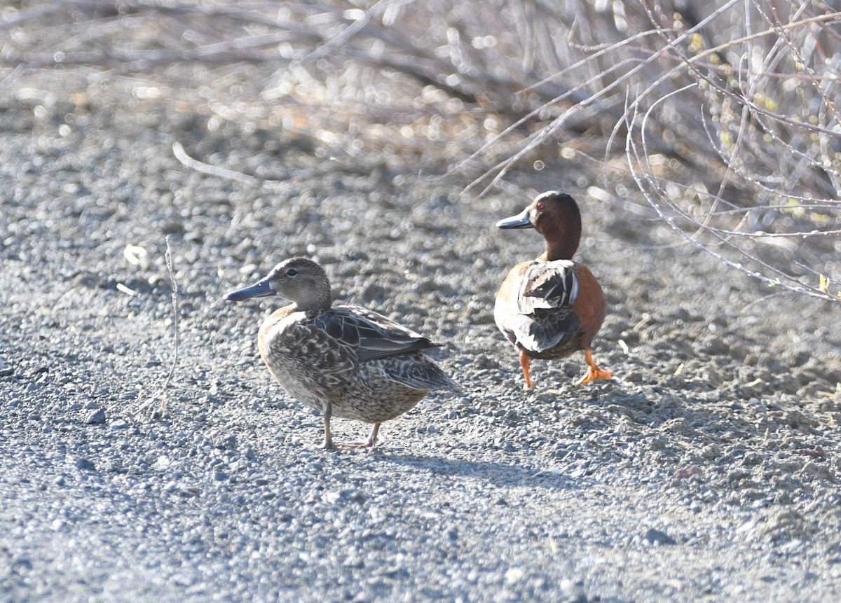 Cinnamon Teal - Peter Olsoy