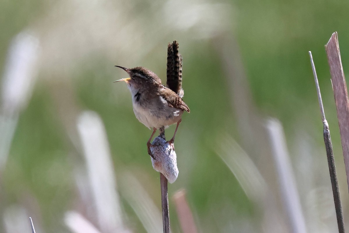 Marsh Wren - Steve Parker