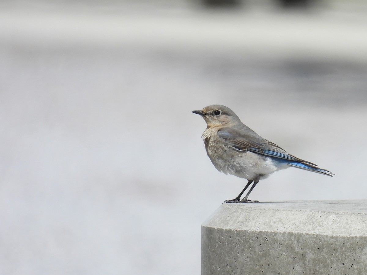 Mountain Bluebird - Tina Toth