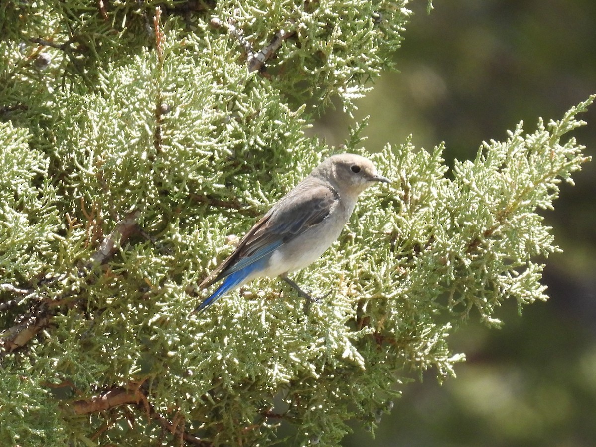 Mountain Bluebird - Tina Toth