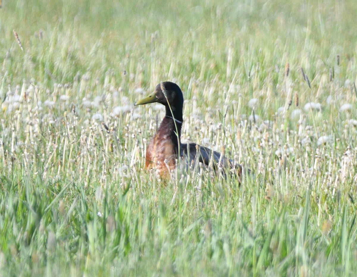 Mallard (Domestic type) - Peter Olsoy