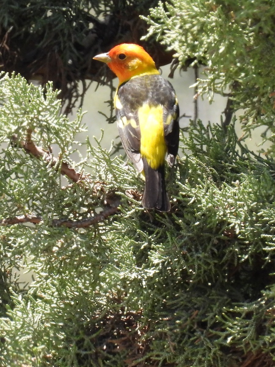 Western Tanager - Tina Toth