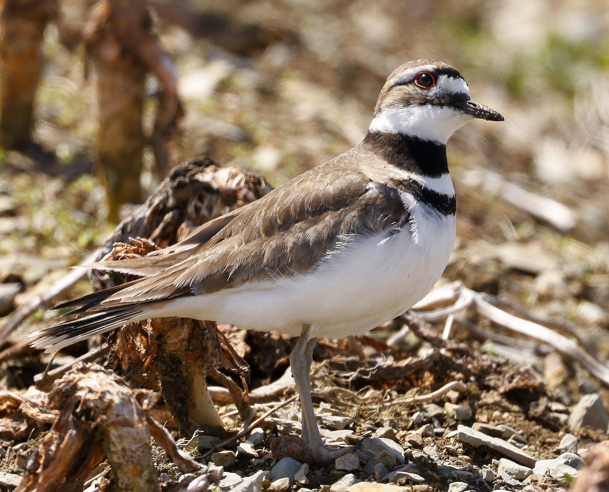 Killdeer - ML619264477