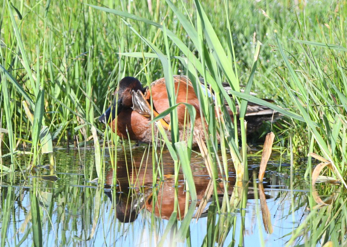 Cinnamon Teal - Peter Olsoy