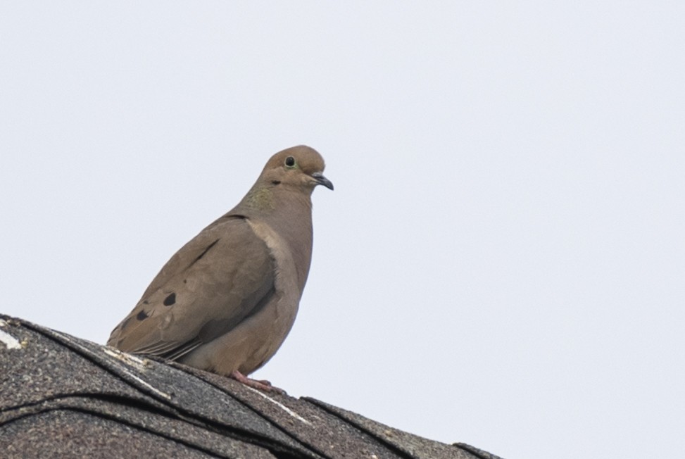 Mourning Dove - David Campbell