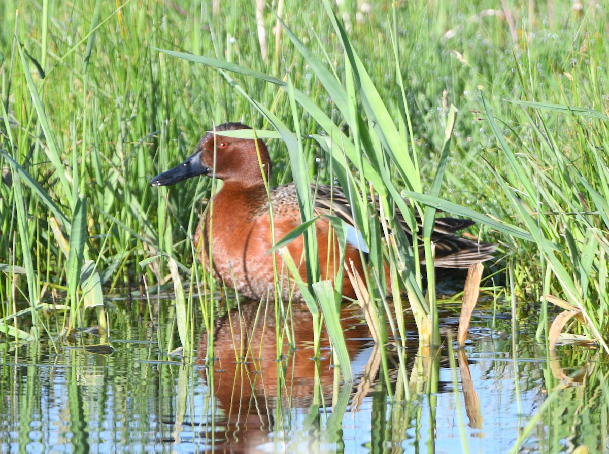 Cinnamon Teal - Peter Olsoy