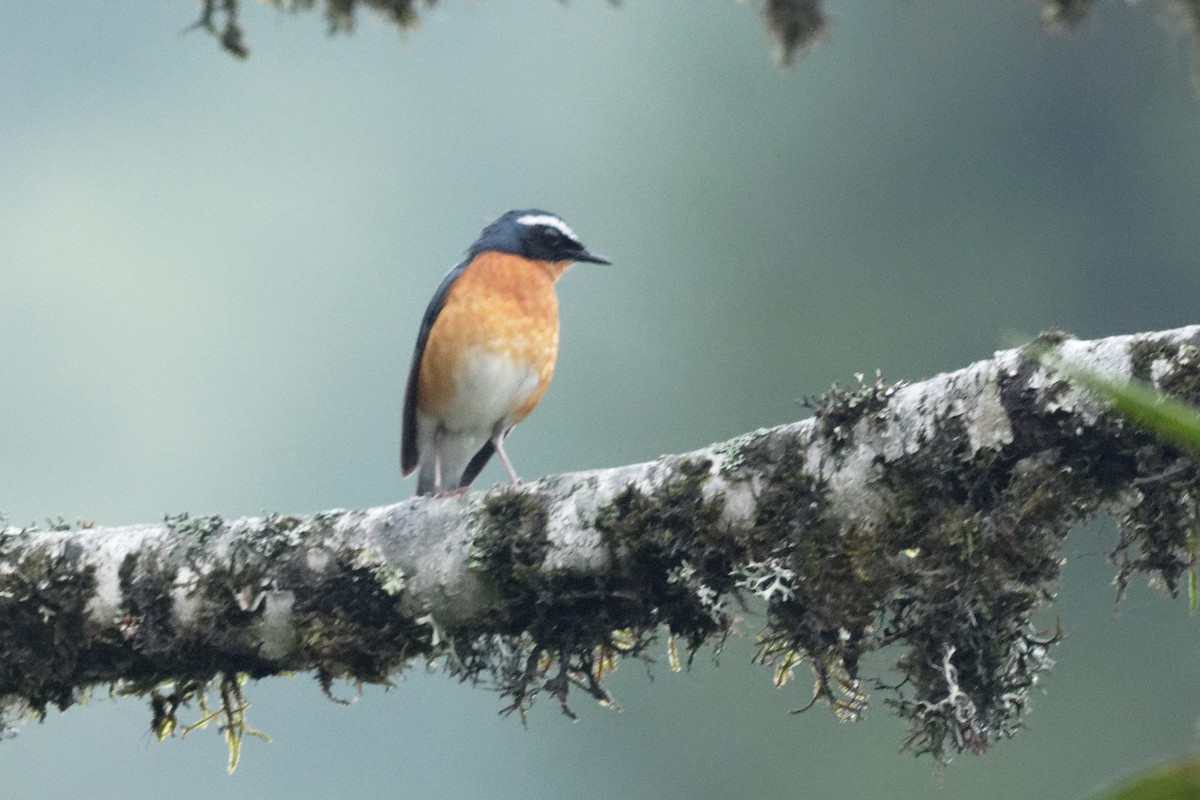 Indian Blue Robin - Able Lawrence