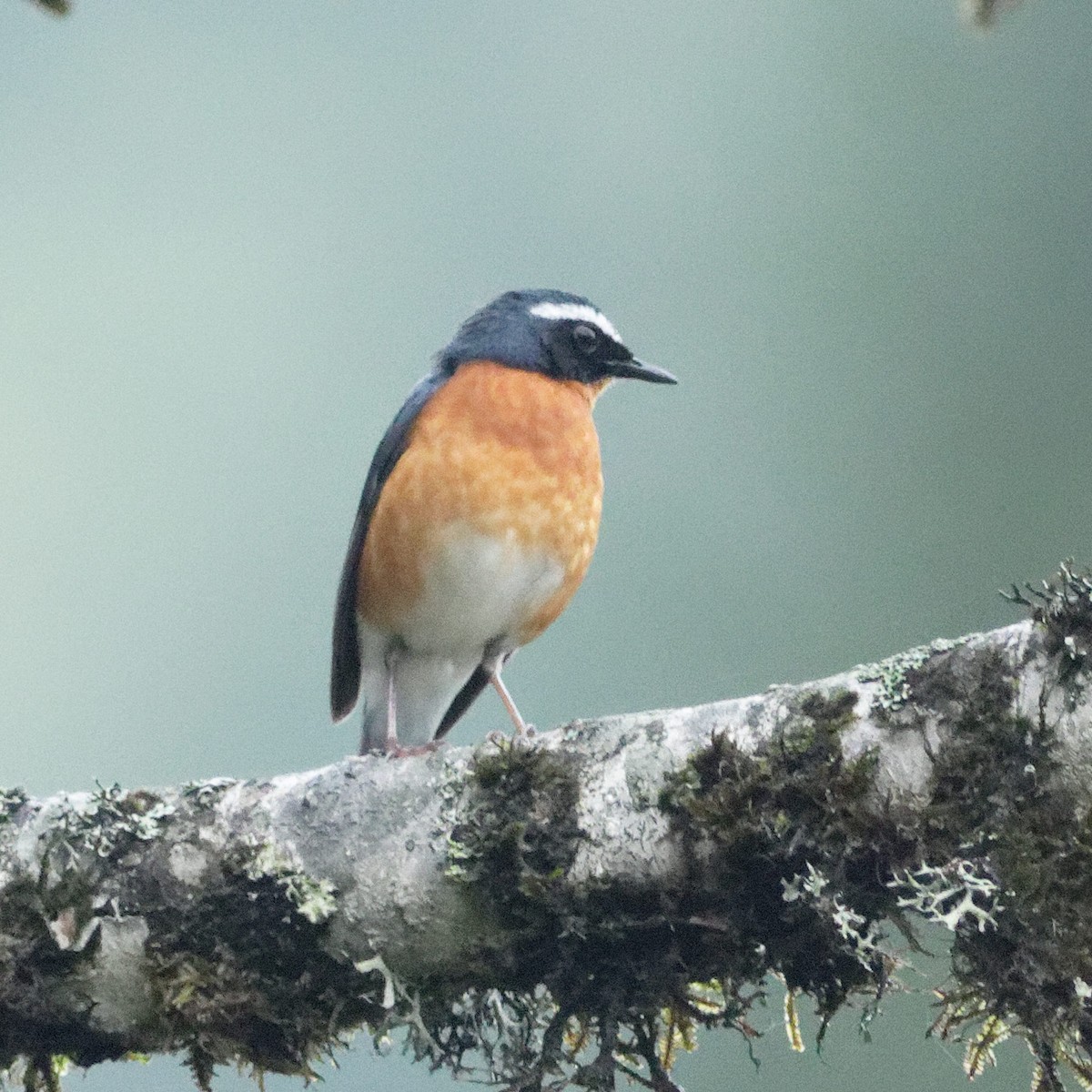 Indian Blue Robin - Able Lawrence