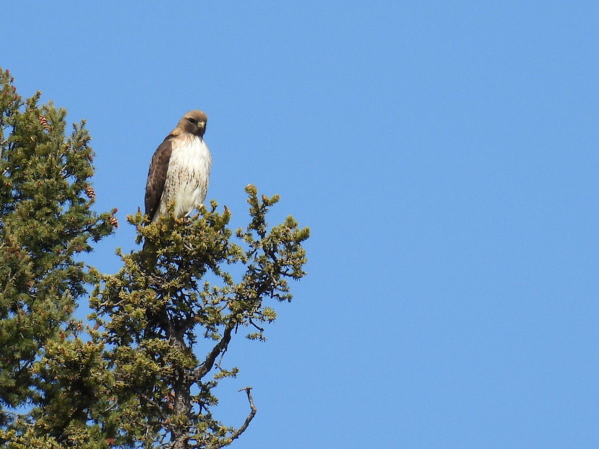 Red-tailed Hawk - ML619264492
