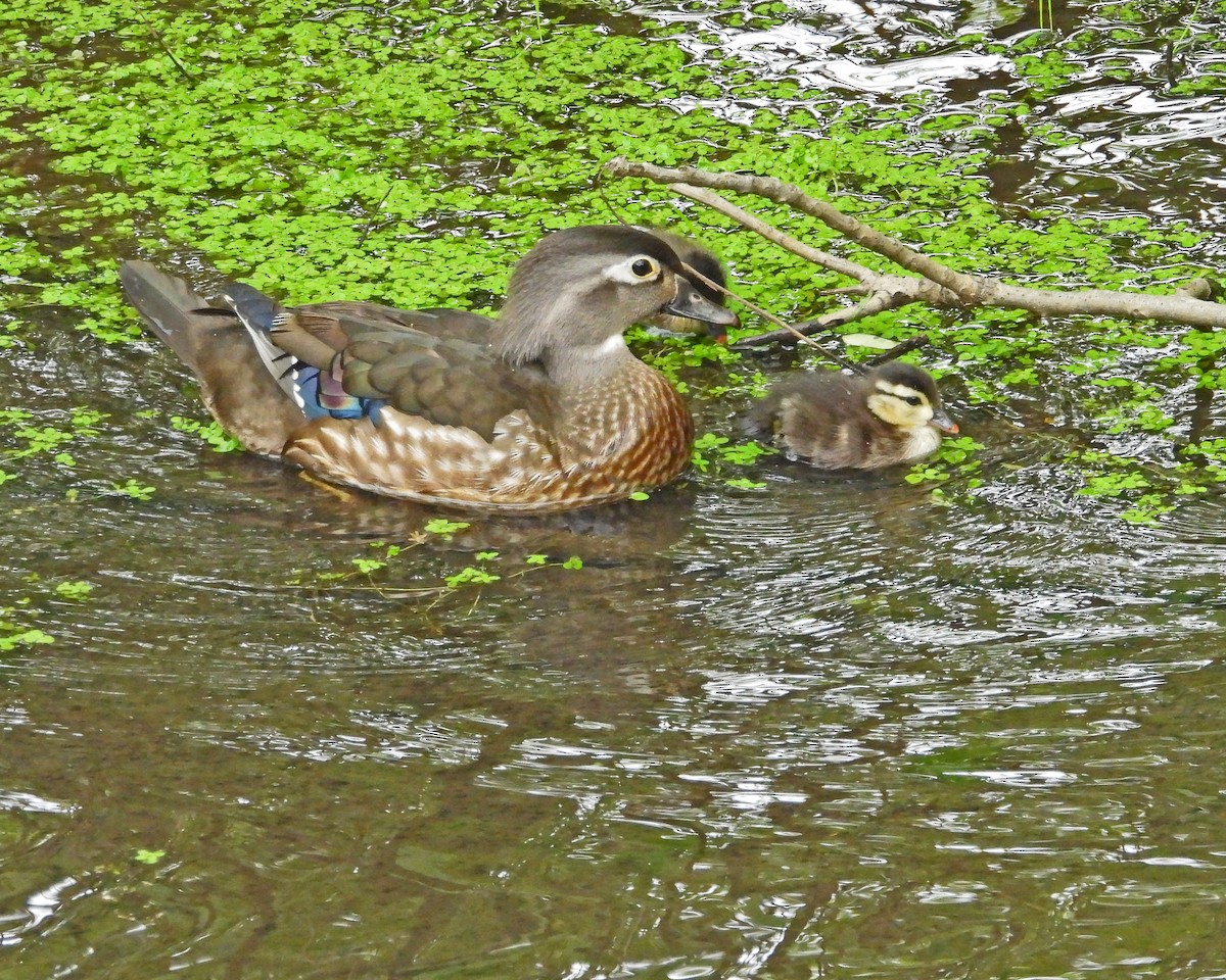 Wood Duck - Aubrey Merrill