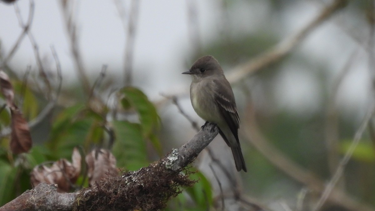 Western Wood-Pewee - Karen Evans