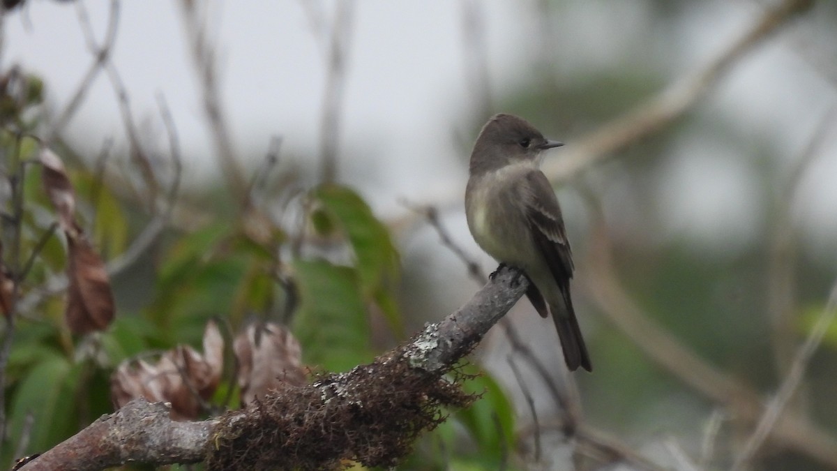 Western Wood-Pewee - Karen Evans