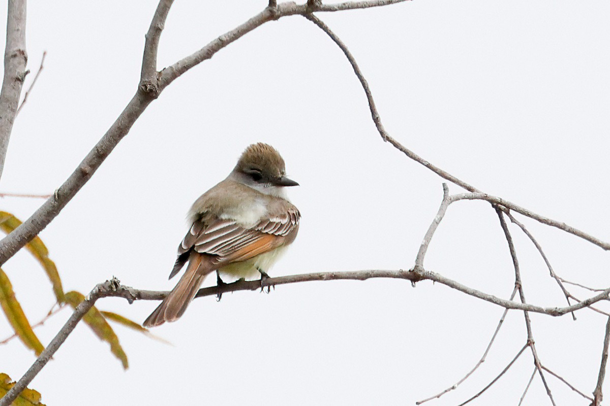 Ash-throated Flycatcher - ML619264499