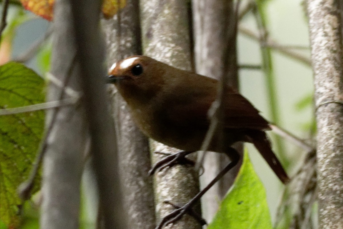 Himalayan Shortwing - Able Lawrence