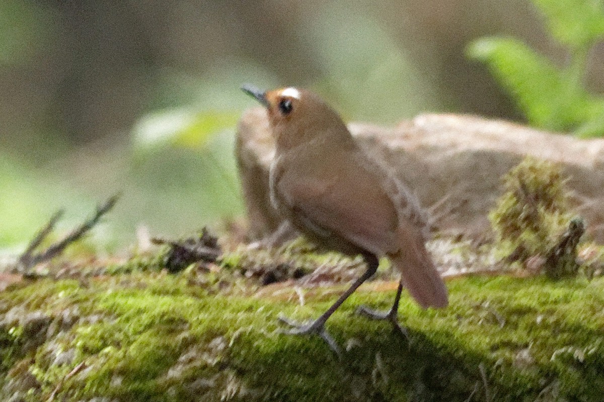 Himalayan Shortwing - Able Lawrence