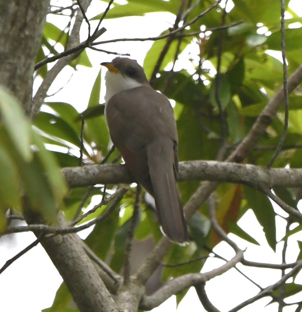 Yellow-billed Cuckoo - David True