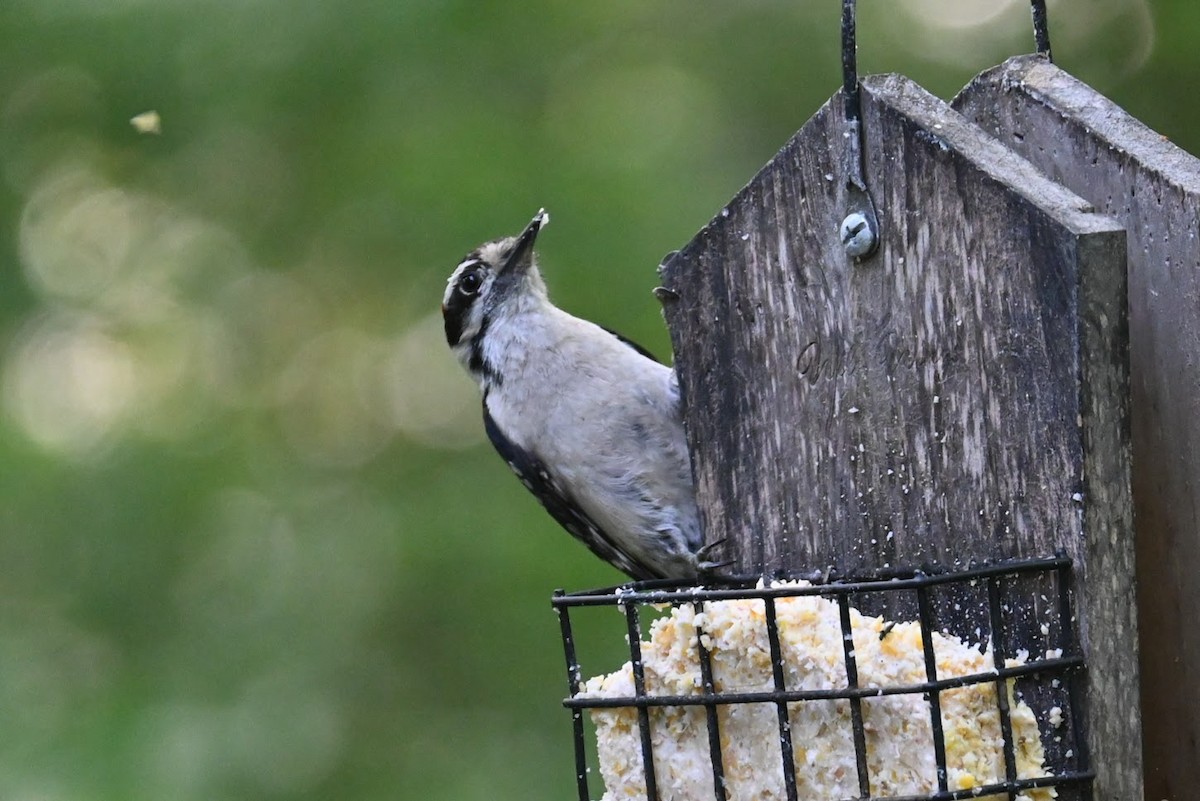 Downy Woodpecker - Skylar Carson-Reynolds