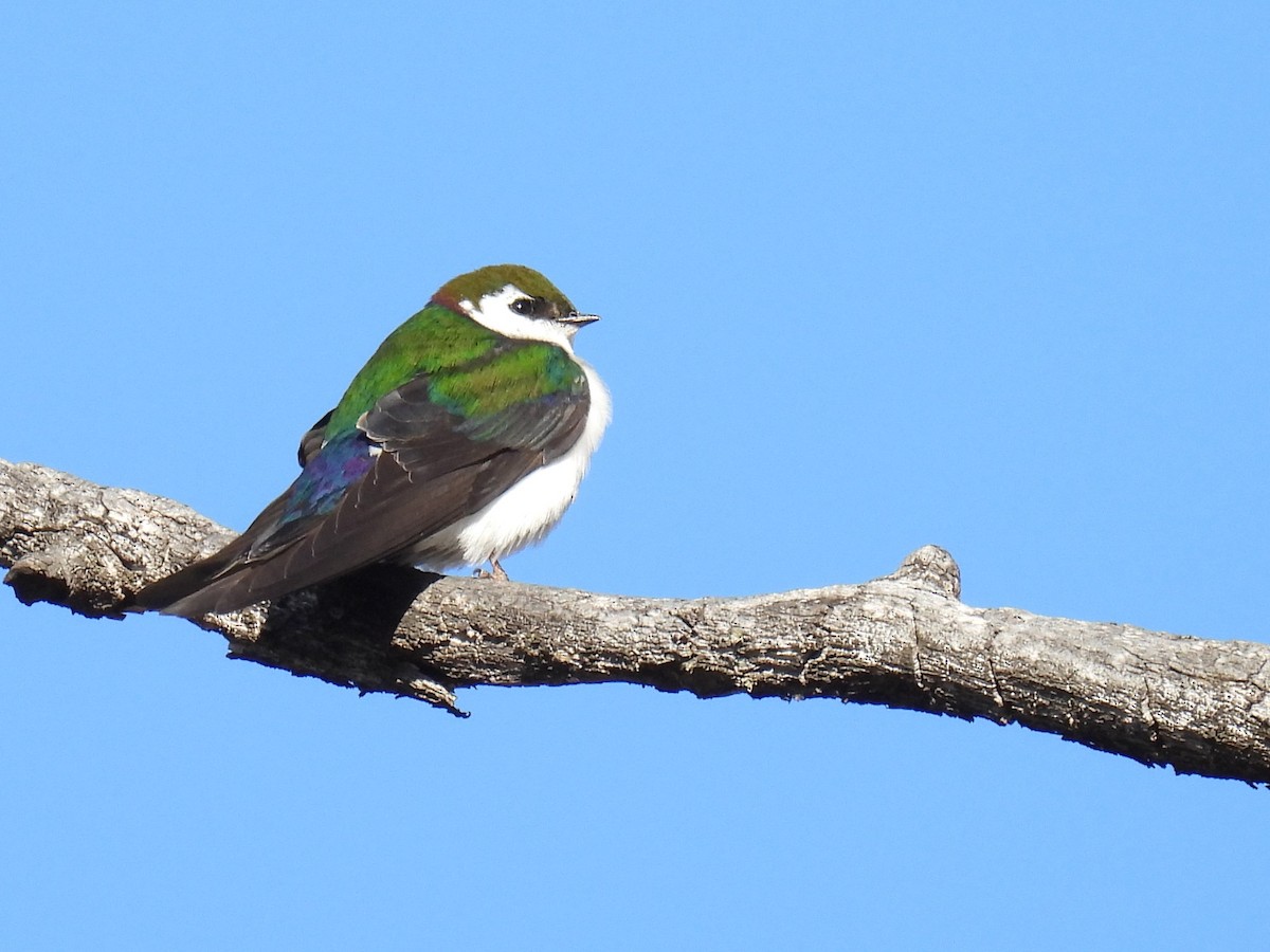 Violet-green Swallow - ML619264541