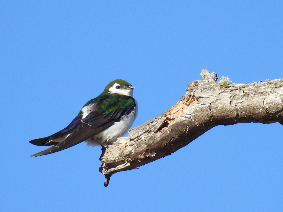 Violet-green Swallow - ML619264542