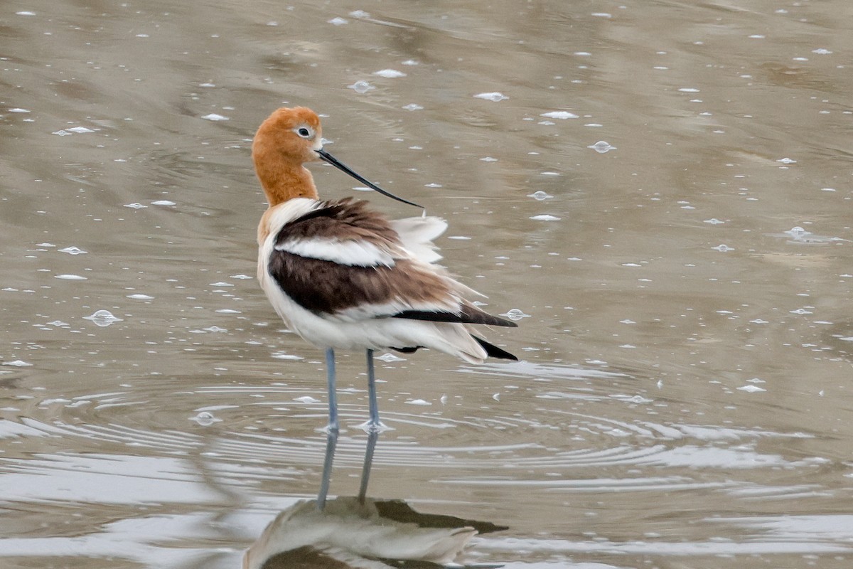 Avocette d'Amérique - ML619264551