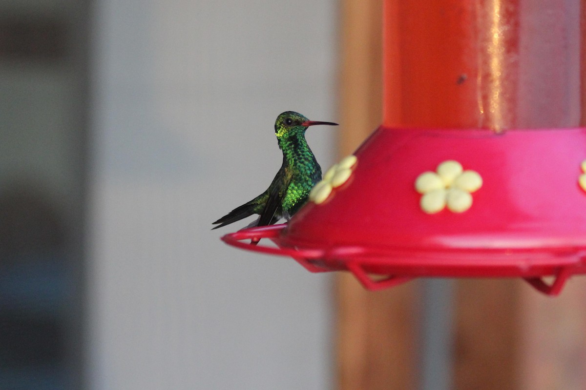 Canivet's Emerald - dan davis