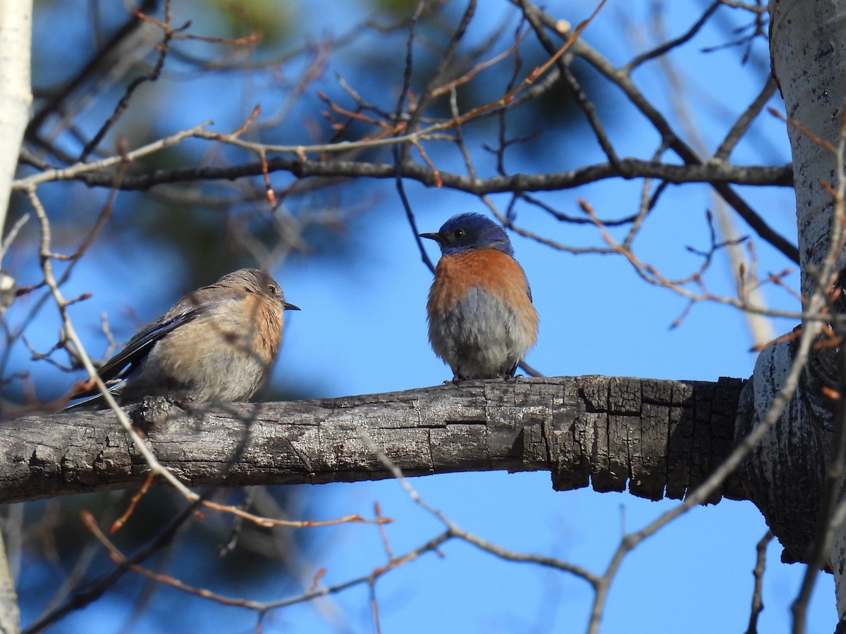 Western Bluebird - ML619264565