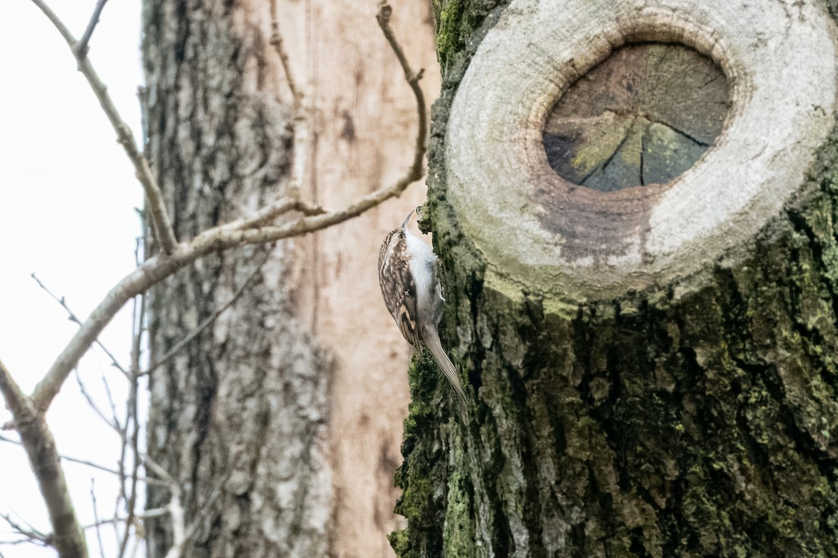 Eurasian Treecreeper - Kevin Leonard