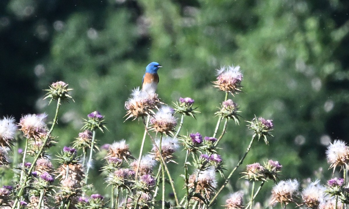 Lazuli Bunting - ML619264570