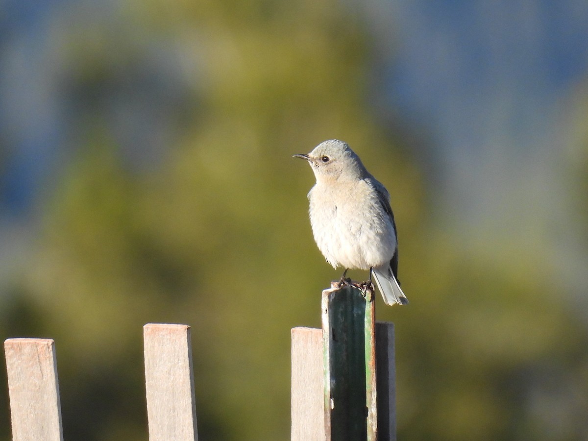 Mountain Bluebird - ML619264573