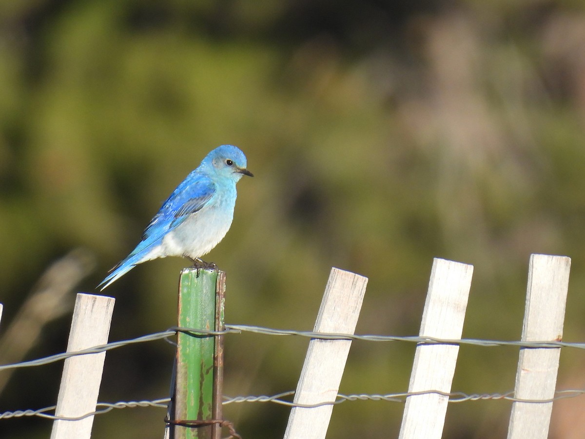 Mountain Bluebird - ML619264574