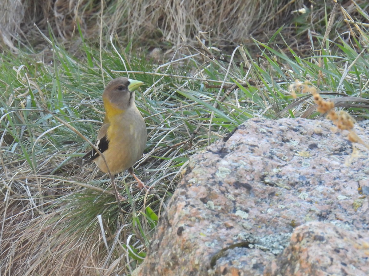 Evening Grosbeak - Tyler Stewart