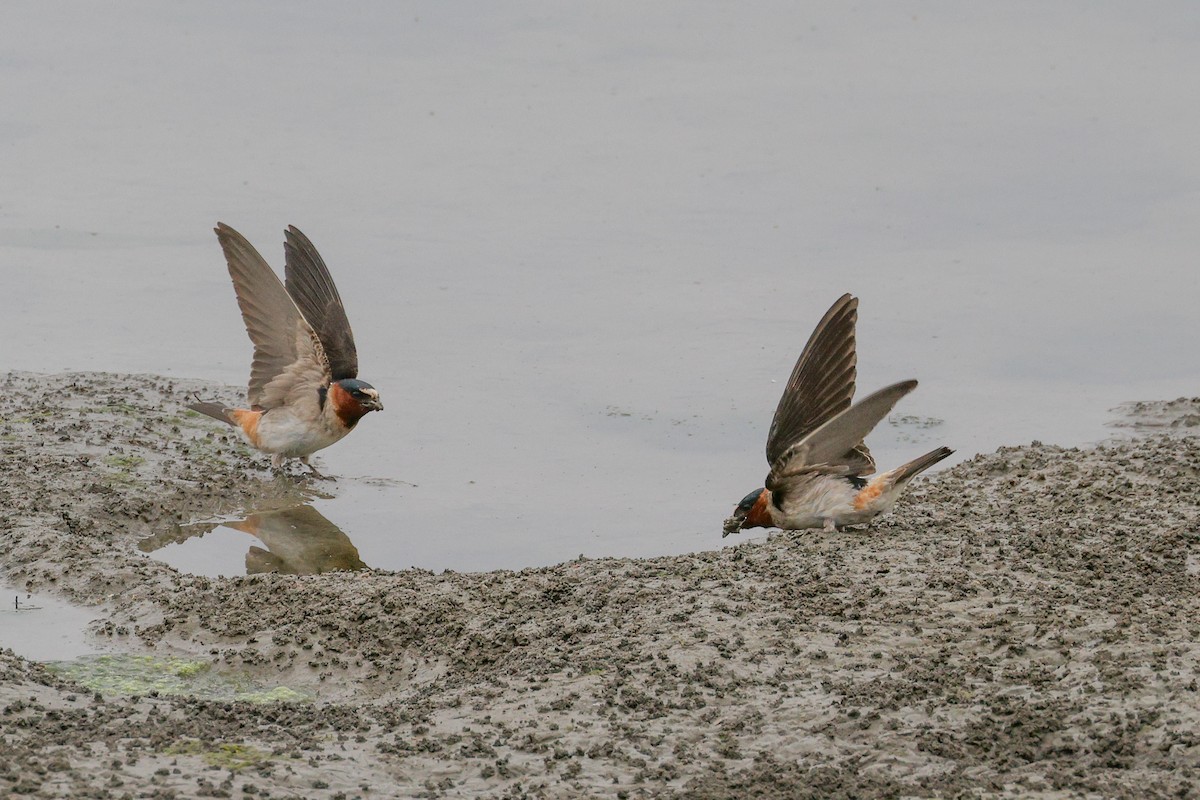 Cliff Swallow - ML619264588