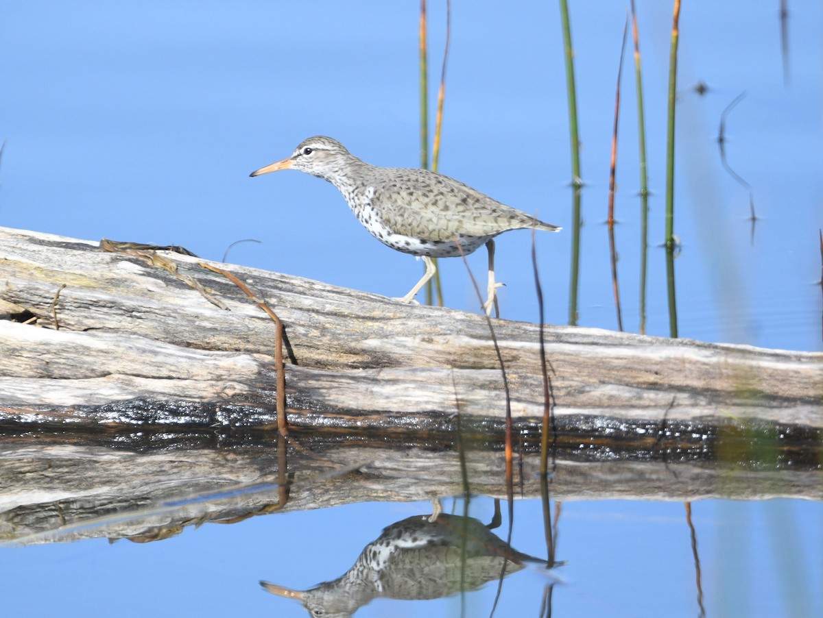 Spotted Sandpiper - Peter Olsoy